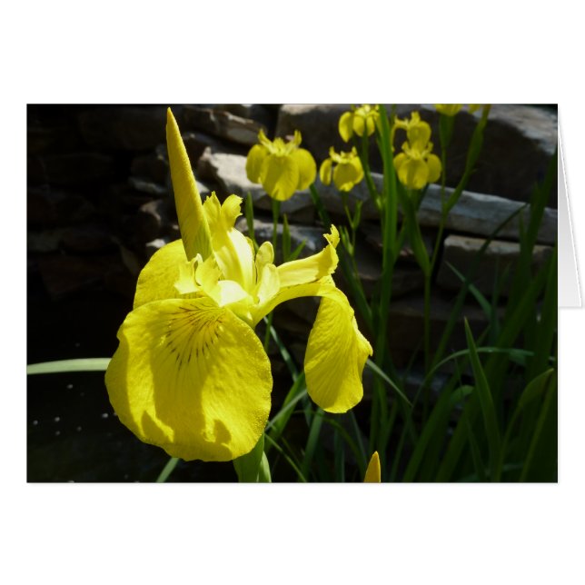Yellow Irises Bright Spring Floral (Front Horizontal)