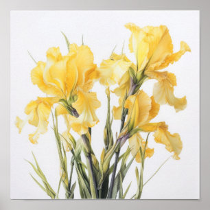 Yellow Irises Flower Art Print Poster