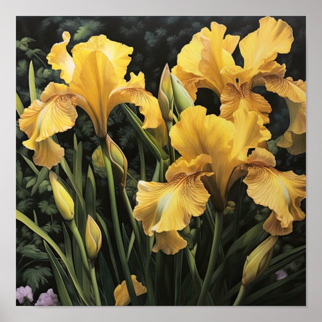 Yellow Irises Flower Art Print Poster (Front)