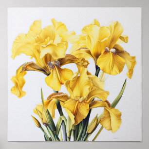 Yellow Irises Flower Art Print Poster
