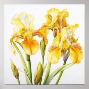 Yellow Irises Flower Art Print Poster