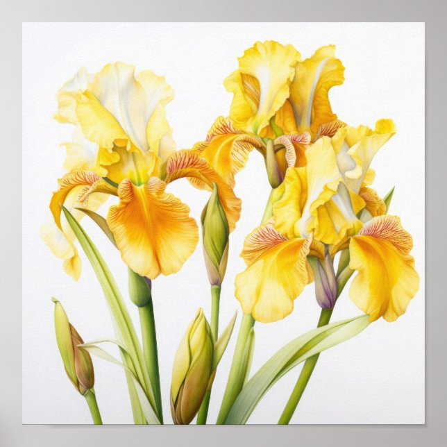 Yellow Irises Flower Art Print Poster (Front)