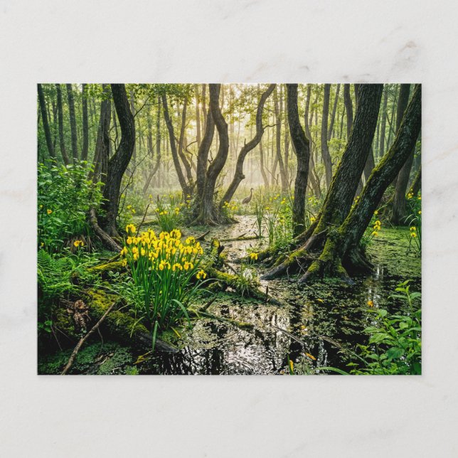 Yellow irises in swamp with crane postcard (Front)