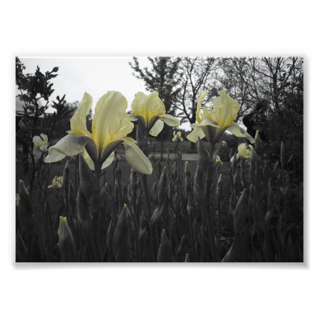 Yellow Irises Photo Print (Front)