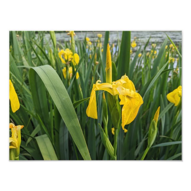 Yellow Irises print (Front)