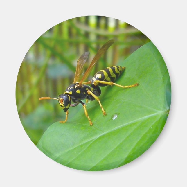 Yellow Jacket Magnet (Front)