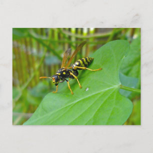 Yellow Jacket Postcard