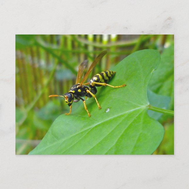 Yellow Jacket Postcard (Front)
