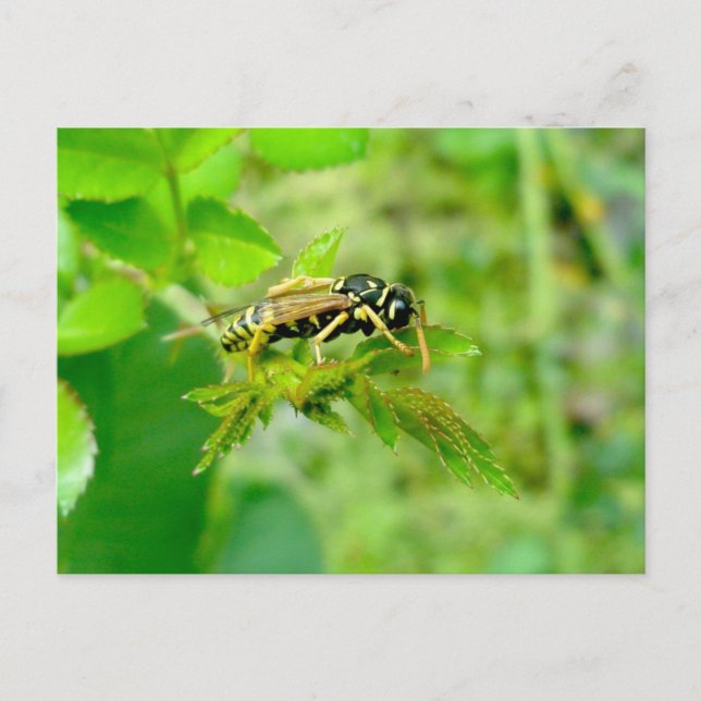Yellow Jacket Postcard (Front)