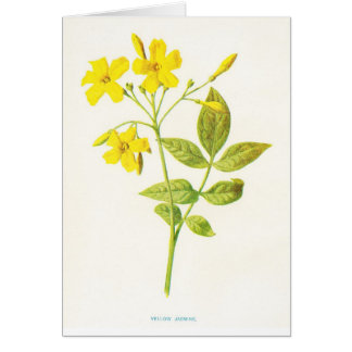 Yellow Jasmine Vintage Botanical Illustration