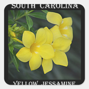 Yellow Jessamine South Carolina Square Sticker