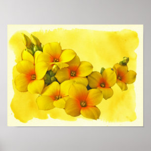 Yellow Kalanchoe - Succulent Sunshine Poster