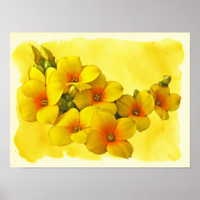 Yellow Kalanchoe - Succulent Sunshine Poster (Front)