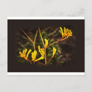 Yellow Kangaroo Paw flower Postcard