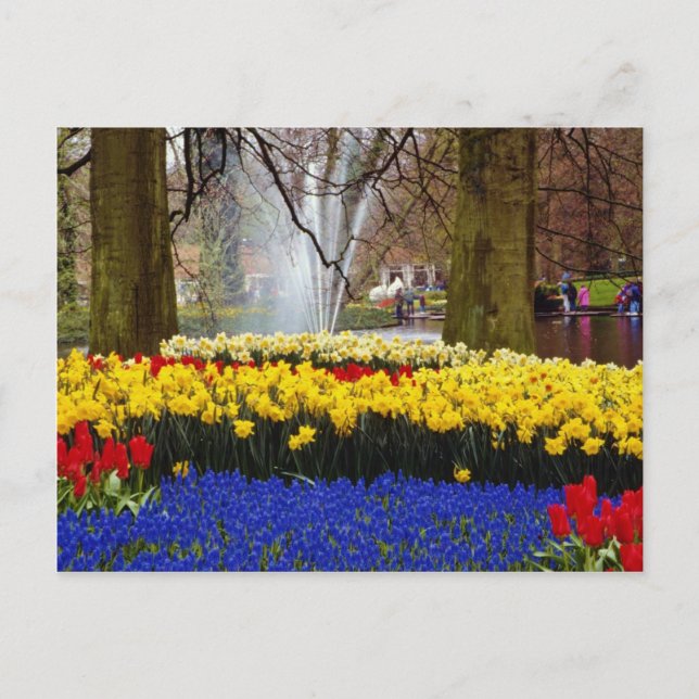 yellow Keukenhof gardens, Amsterdam, Netherlands f Postcard (Front)