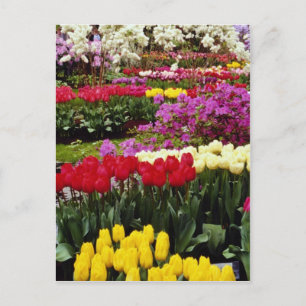 yellow Keukenhof gardens, Amsterdam, Netherlands f Postcard