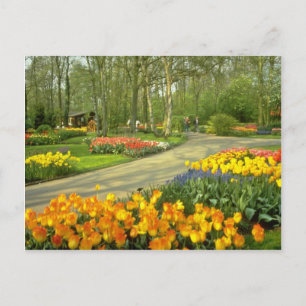 yellow Keukenhof Gardens near Haarlem, Netherlands Postcard
