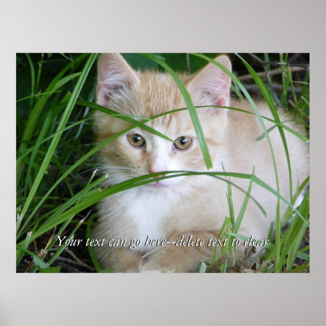 Yellow Kitten in Tall Grass Poster (Front)
