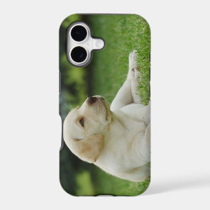 Yellow lab