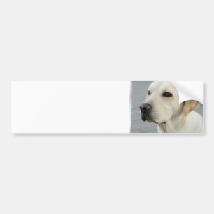 Yellow Lab  Bumper Sticker
