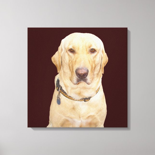 Yellow Lab Canvas Print (Front)