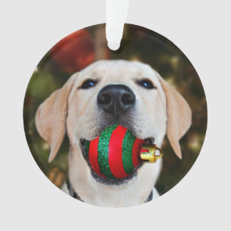 Yellow lab Christmas ball Ornament