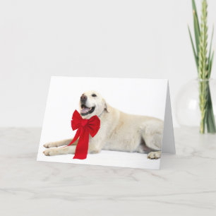 Yellow lab Christmas Holiday Card