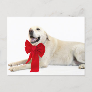 yellow lab Christmas Holiday Postcard