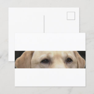 yellow lab eyes postcard