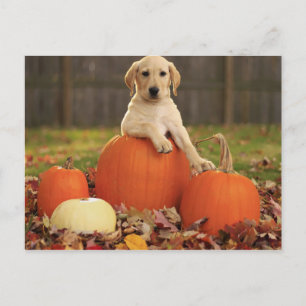 Yellow Lab in the Fall Postcard