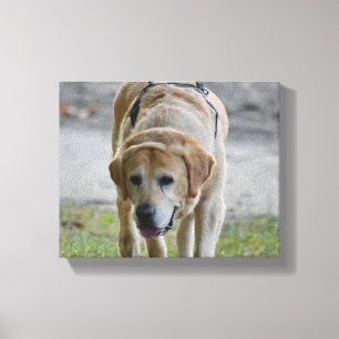 Yellow LAb Picture Canvas Print