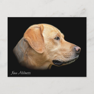 Yellow Lab Portrait New Address Announcement Postcard