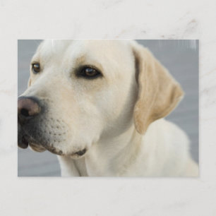 Yellow Lab  Postcard
