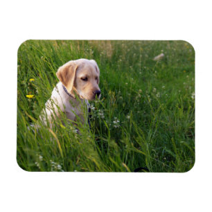 Yellow Lab Puppy in Tall Grass Magnet