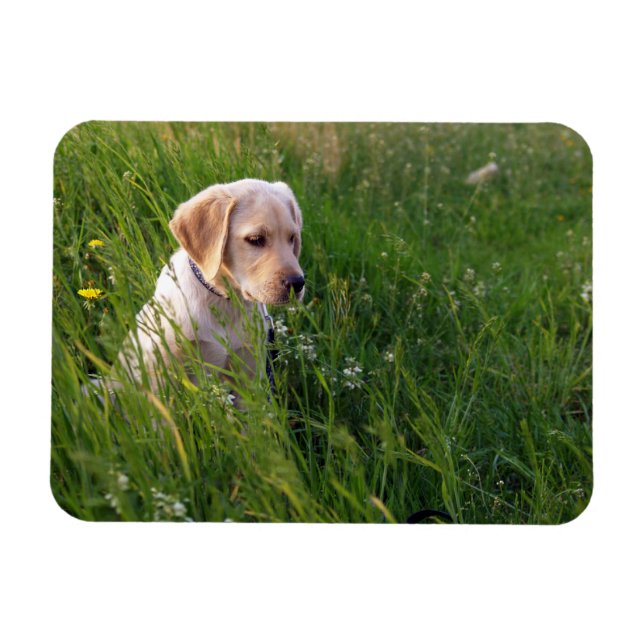 Yellow Lab Puppy in Tall Grass Magnet (Horizontal)