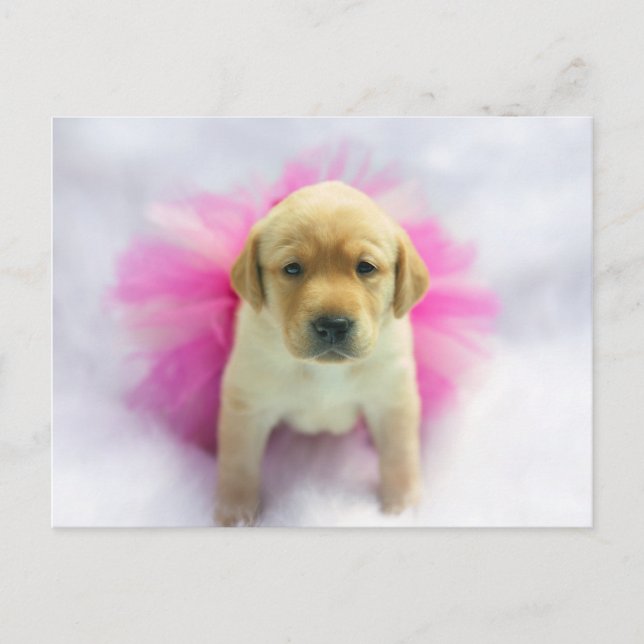 Yellow Lab Puppy Postcard (Front)