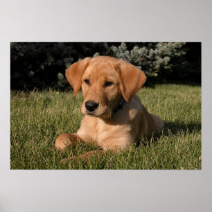 Yellow Lab Puppy Poster