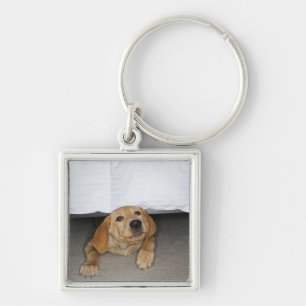 Yellow lab puppy stuck under bed key ring