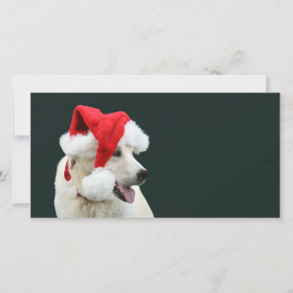 Yellow lab Santa Claus Holiday Card