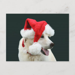 Yellow lab Santa Claus Holiday Postcard