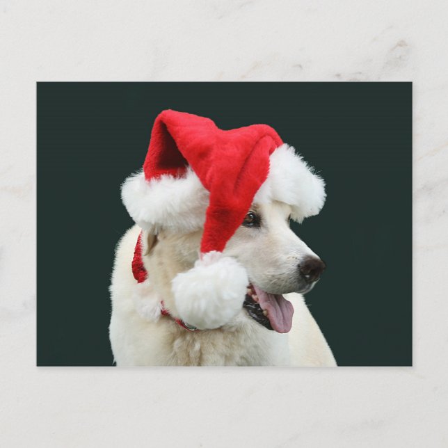 Yellow lab Santa Claus Holiday Postcard (Front)