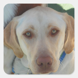 Yellow Lab Second Square Sticker