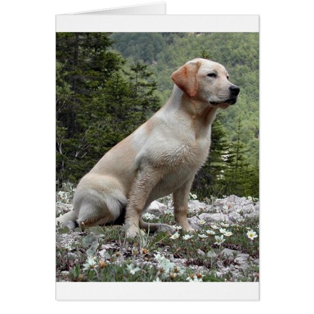 yellow lab sitting.png (Front)