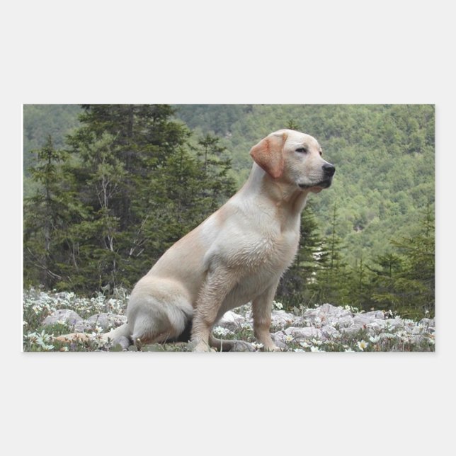 Yellow Lab Sitting Rectangular Sticker (Front)