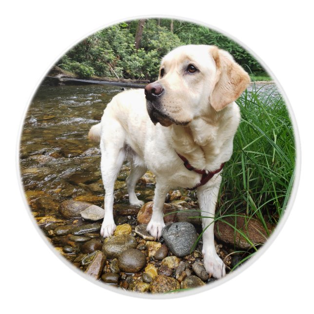 Yellow Lab, Water Dog Playing in a Creek Ceramic Knob (Front)