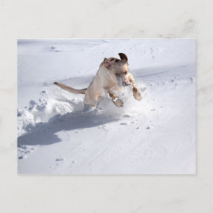 Yellow Labrador in the Snow Postcard