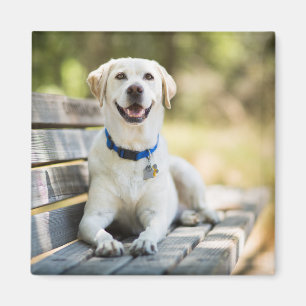 Yellow Labrador Lays On Bench Magnet