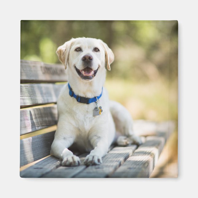 Yellow Labrador Lays On Bench Magnet (Front)