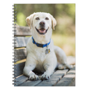 Yellow Labrador Lays On Bench Notebook