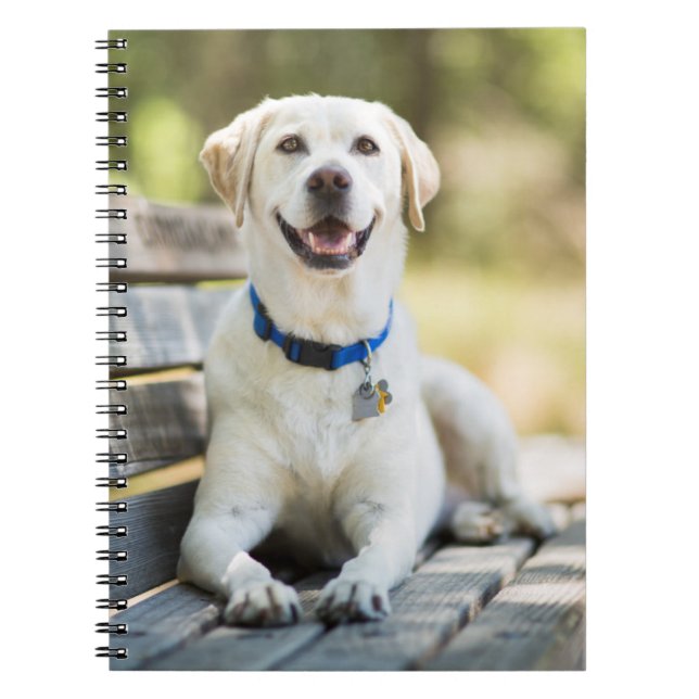 Yellow Labrador Lays On Bench Notebook (Front)
